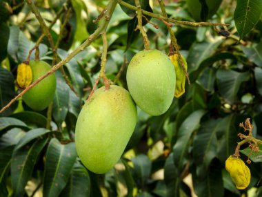 Yapraklarla çevrili bir ağaçta yetişen yeşil mangolar. Mangifera indica yaygın olarak mango olarak bilinir..