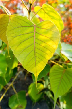Kutsal incir yaprağının (Ficus religiosa) yakın çekimi. Bodhi ağacı, pippala ağacı, peepul ağacı, peepal ağacı, pipal ağacı veya ashvattha ağacı olarak da bilinir..