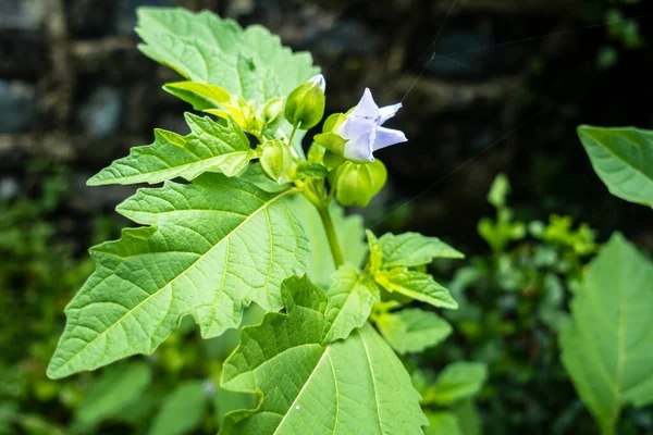 Zbliżenie Ujęcie Okra Abelmoschus Esculentusflower Kwitnący Indyjskim Ogrodzie Kwiaty Okra — Zdjęcie stockowe