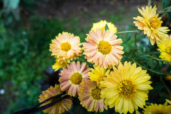 Primo Piano Fiori Foglie Crisantemi Talvolta Chiamate Mamme Crisantemi Sono — Foto Stock