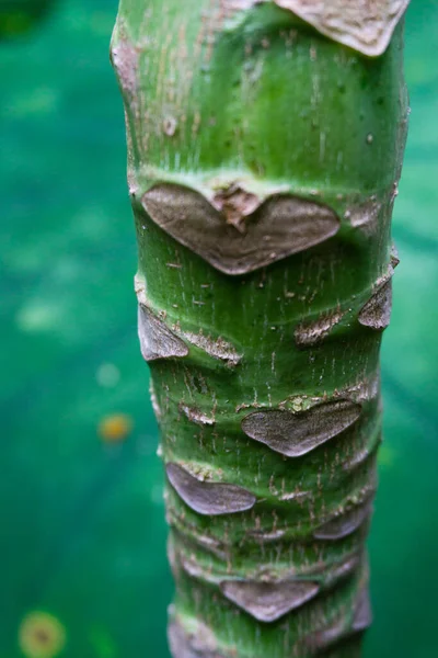 Gros Plan Tronc Papaye Papaye Est Considérée Comme Arbre Bien — Photo