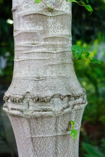 Papaya ağacının gövdesine yakın çekim. Hurma ağacının durumu, bir hurma ağacının kütüğü gibidir. .