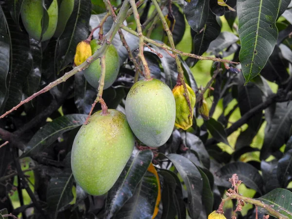 Green Young Mangoes Growing Tree Surrounded Leaves Mangifera Indica Commonly — Stock Photo, Image