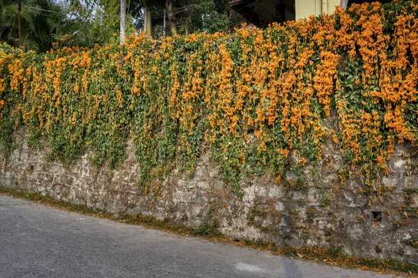 Muro Carico Begonia Venusta Pianta Pirostegia Venusta Comunemente Nota Anche — Foto Stock