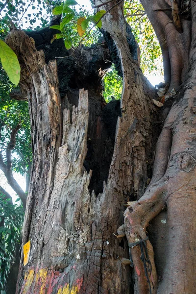 インドのジャングルの火災の間に燃え尽きた大きな中空の木の幹のクローズアップショット — ストック写真