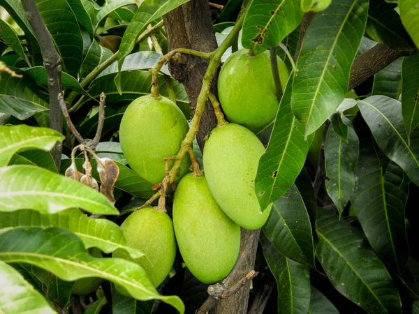 Yapraklarla çevrili bir ağaçta yetişen yeşil mangolar. Mangifera indica yaygın olarak mango olarak bilinir..