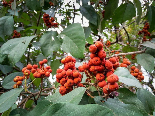 Primer Plano Semillas Hojas Cheesewood Pittosporum Pittosporum Género Plantas Con — Foto de Stock