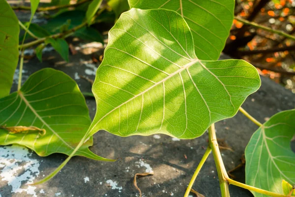 Plan Rapproché Une Feuille Figuier Sacré Ficus Religiosa Est Également — Photo