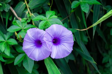 Ipomoea cairica, palmiye yaprakları ve lavanta çiçeklerine kadar büyük, gösterişli beyaz yaprakları olan bir sarmaşık, otçul bitkidir. Bir sabah ihtişamı türü, dakikada bir mil kadar yaygın bir isme sahiptir.
