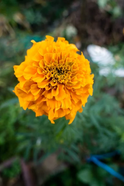 Närbild Bild Gula Och Orange Ringblomma Blommor Tagetes Blom — Stockfoto