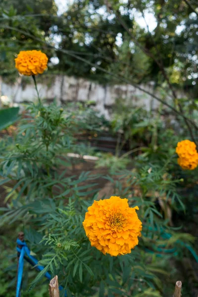 Flores Amarelas Laranja Calêndula Tagetes Flor Jardim Indiano — Fotografia de Stock