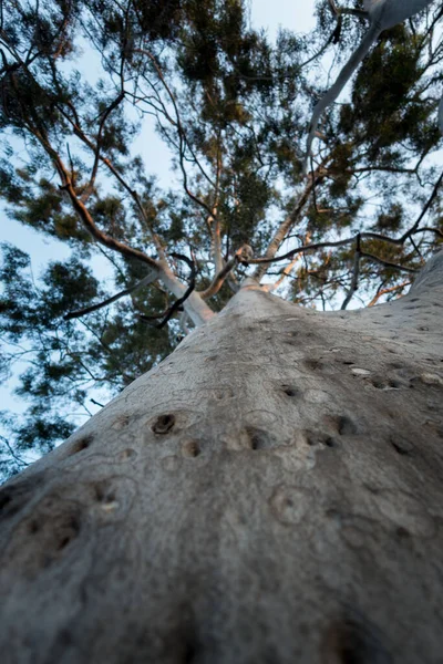 Elevated Shot Gum Tree Eucalyptus Genus Seven Hundred Species Flowering — ストック写真