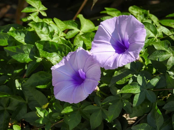 Ipomoea Cairica Een Wijnstokken Kruidachtige Vaste Plant Met Palmbladeren Grote — Stockfoto