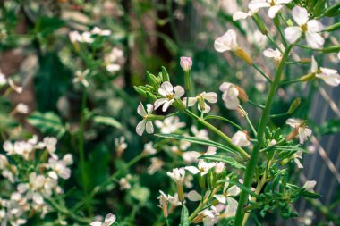 Beyaz yağ tohumu turpunun (Raphanus sativus var) yakın plan çekimi. Hindistan 'da bir bahçede..