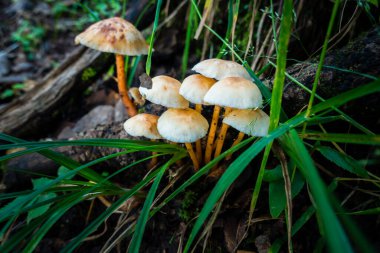 Hindistan 'ın Himalaya bölgesinde yetişen spor mantarı..