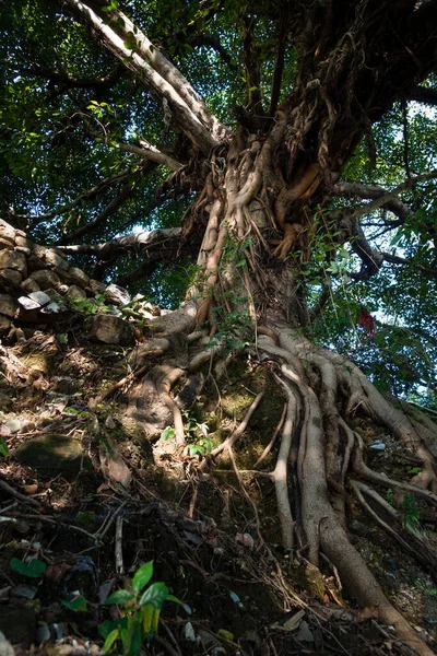 インドの寺院の中庭に図の木の大きなトランク パールや菩提樹とも呼ばれる — ストック写真