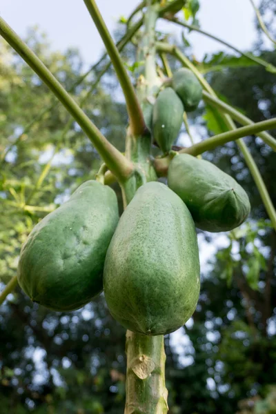 Closeup Shot Papaya Hanging Tree Indian Organic Farm Papayas Grow — Stock Photo, Image