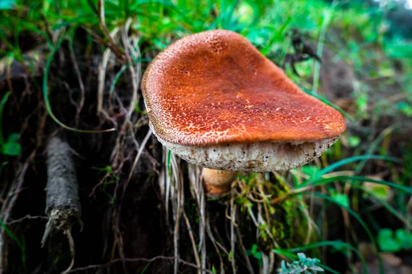 Variety Large Russula Mushroom Emerging Tree Base North Himalayan Region — Stock Photo, Image