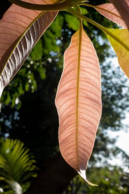 Mango ağacında büyüyen taze yaprak ve gövdenin yakın plan çekimi. Hindistan