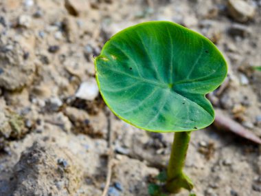 Taro bitkisinin yaprağı, Colocasia esculenta öncelikle yenilebilir mısırlar için yetiştirilen tropikal bir bitkidir..