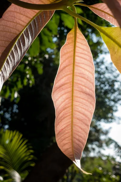 Mango ağacında büyüyen taze yaprak ve gövdenin yakın plan çekimi. Hindistan
