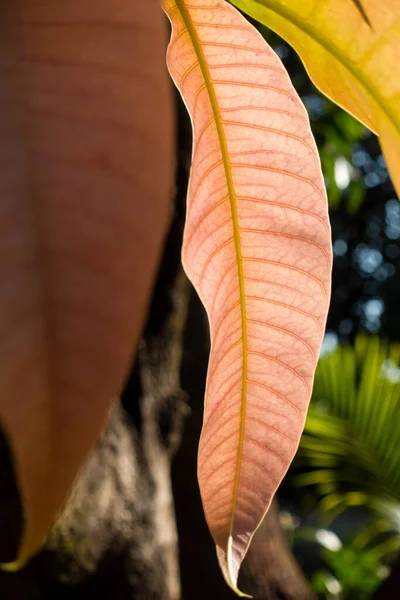 Eine Nahaufnahme Von Jungen Blättern Und Stängeln Die Einem Mangobaum — Stockfoto