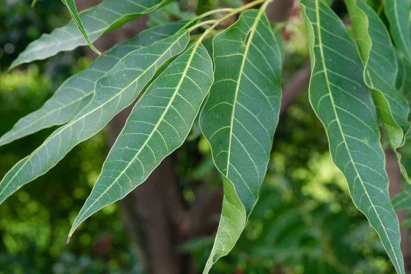 Indian lilac leaves. Azadirachta indica, commonly known as neem, nimtree or Indian lilac,is a tree in the mahogany family Meliaceae.