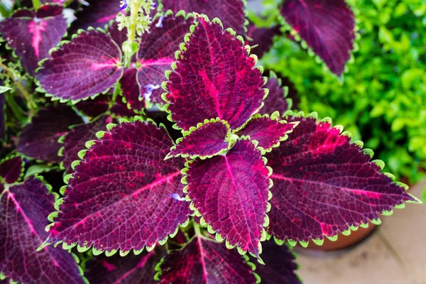 Coleus Coleus Scutellarioides Een Plant Uit Bloemenfamilie Lamiaceae — Stockfoto