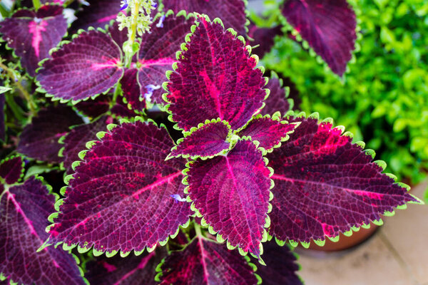 A closeup shot of Coleus scutellarioides, commonly known as coleus, is a species of flowering plant in the family Lamiaceae, native to southeast Asia through to Australia.