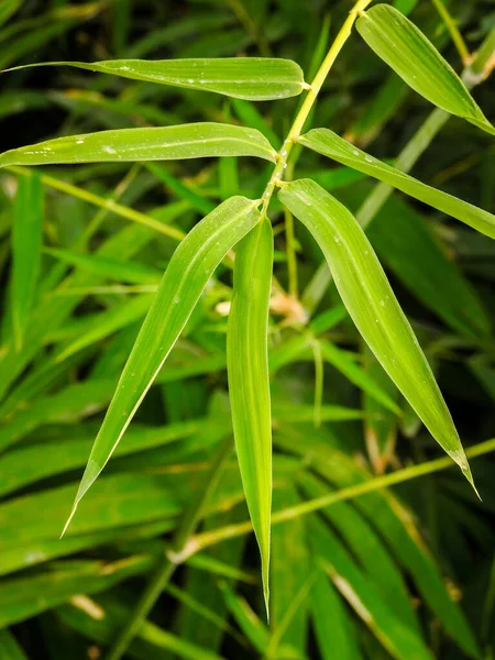 Feuilles Bambou Bambusa Tulda Bambou Indien Est Considéré Comme Une — Photo