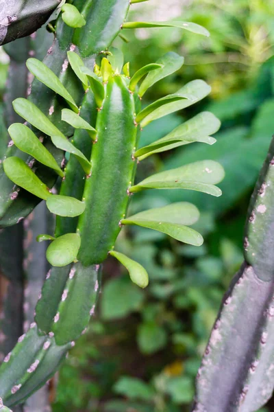 Крупный Снимок Стеногонуса Церея Cereus Stenogonus Древовидный Колумнарный Кактус Высотой — стоковое фото