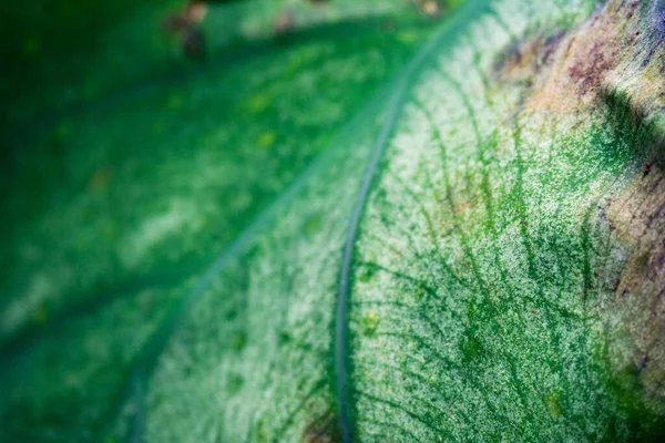 Macro Shot Leaf Taro Növény Colocasia Esculenta Egy Trópusi Növény — Stock Fotó