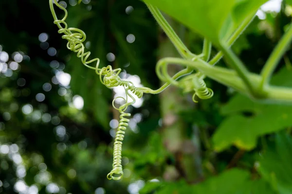 Vine, climbing plant tendrils isolated in an Indian garden with out of focus in natural settings.