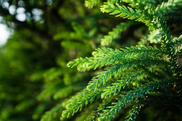 Araucaria araucana, Maymun yapboz ağacının yakından çekilmiş hali.