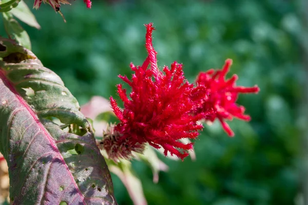 Magenta Cockscomb Celosia Leaves Flower Celosia Small Genus Edible Ornamental — Stockfoto