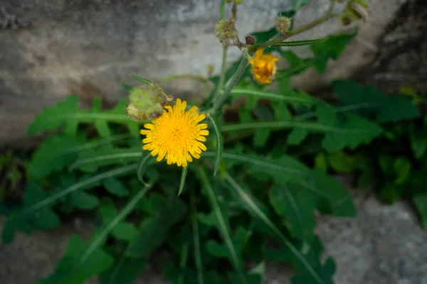 一般タンポポ 黄色の花を咲かせる緑色の葉を持つタラクサムの役人 — ストック写真