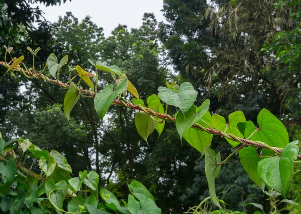Close Shot Dioscorea Batatas Igname Chine Vine Horticultural Climbing Plants — Fotografia de Stock