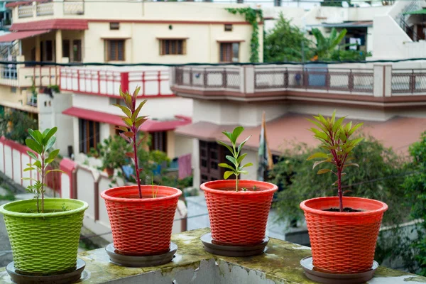 Colorful Flower Pots Plants Placed Wall Terrace Garden Indian Household — Foto de Stock