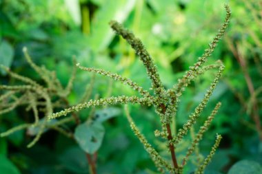 Amaranthus spinosus 'un yakın plan bir görüntüsü. Yaygın olarak dikenli araranth, dikenli yosun, dikenli amaranth ya da dikenli amaranth olarak bilinir. Hint organik bahçesi.