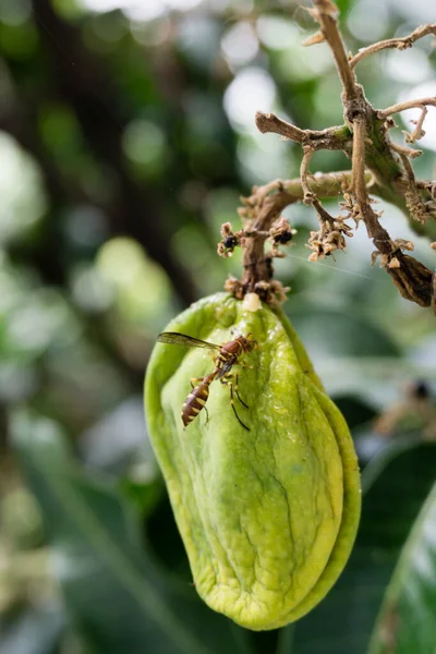 Close Shot Yellow Paper Wasp Sitting Feeding Mango Fruit Hanging — Stock Photo, Image