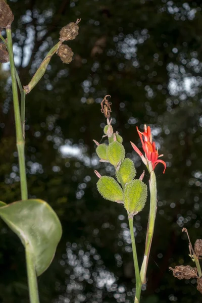 カンナ インディア マヤの食品工場 薬用植物 そして庭師のための魅力的な赤い花カンナ インディアの葉のクローズアップ — ストック写真