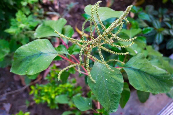 A closeup shot of Amaranthus spinosus, commonly known as the spiny amaranth, spiny pigweed, prickly amaranth or thorny amaranth. An Indian organic garden