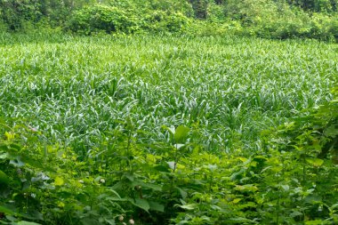 Hindistan 'ın yanındaki organik pirinç tarlalarının geniş açılı çekimi. Yeşil pirinç tarlaları