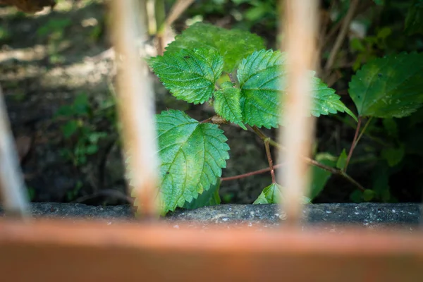 Hindistan 'da kafeslenmiş bir ev bahçesinde odun ısırganları. Laportea, Urticaceae familyasından bir bitki cinsidir..
