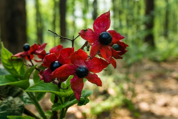 Harlequin Glorybower Flowers Seeds Leaves Buds Forest India Clerodendrum Trichotomum — Stock Photo, Image