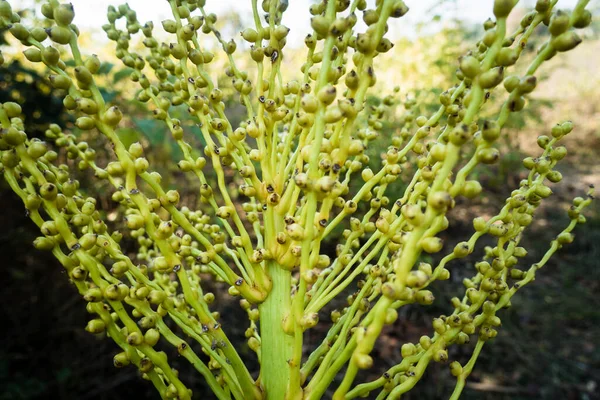 花序の女性集団の閉鎖ショットはヤシの日付です インドでのナツメヤシの種子と茎 — ストック写真