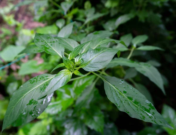 Eine Top Aufnahme Einer Grünen Chilipflanzenplantage Einem Indischen Bio Garten — Stockfoto