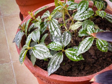 Pilea cadierei, Hindistan 'da bir bahçedeki toprak kabında yetişen, Urticaceae familyasından bir bitki türü..