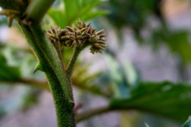Yakın plan bir cheeseweed mallow tohumu, çiçekler, tomurcuklar ve yapraklar. Malva parviflora .