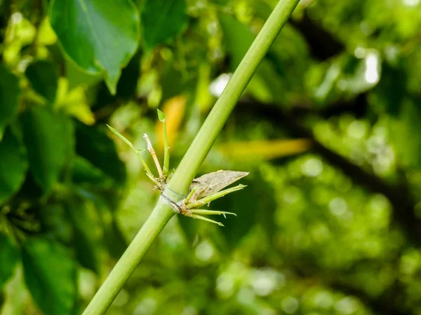 Närbild Bambusoideae Växt Stam Växande Knoppar Bambusoideae Härstamning Fleråriga Skogsgräs — Stockfoto
